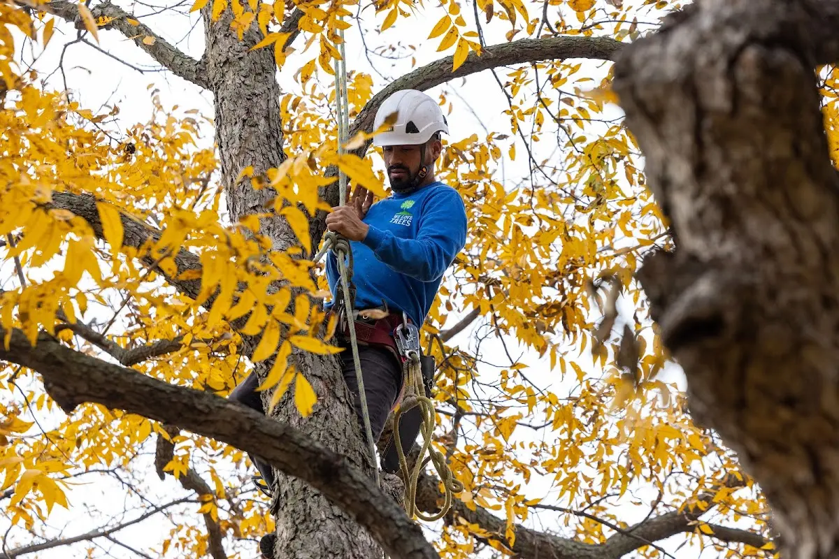 Skilled Tree Planting crew working in Pall Mall